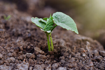Young cucumber sprouts grow in the garden bed of the farm. Big plan. Selective focus. Gardening and vegetable garden. Baner for a store or sale. Spring field work.