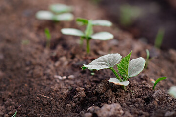 Young cucumber sprouts grow in the garden bed of the farm. Big plan. Selective focus. Gardening and vegetable garden. Baner for a store or sale. Spring field work.