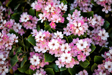 Where flowers bloom. Blooming flowers. Floral background. Pink inflorescence. Flowering plants