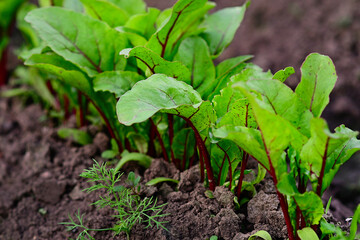 Young beets grow in a garden bed in sunlight in a vegetable garden on a farm. Close-up. Selective focus. Gardening and vegetable garden. Baner for a store or sale. Spring field work.