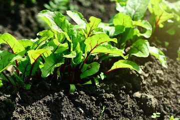 Young beets grow in a garden bed in sunlight in a vegetable garden on a farm. Close-up. Selective focus. Gardening and vegetable garden. Baner for a store or sale. Spring field work.