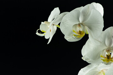 Orchidea bianca © Massimo Capuzzo