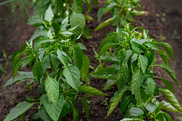 Young green peppers grow in the garden bed in the sunlight in the vegetable garden on the farm. Close-up. Selective focus