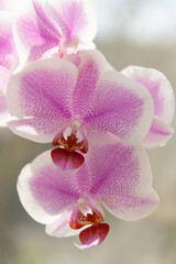 Naklejka na ściany i meble Pink moth orchid Phalaenopsis flowers bloom, Orchidaceae