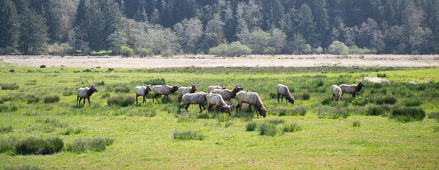 Fototapeta na wymiar Herd of red deer graze on meadow summer landscape in Oregon, USA