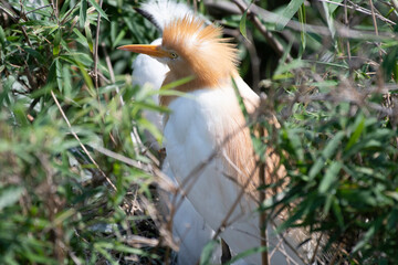 Cattle egret perching in bush