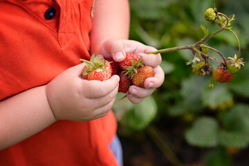 Little kid's hands are holding ripe red strawberries. Close-up. Selective focus. Gardening and vegetable garden. Children in nature. Proper nutrition of vegetables and fruits