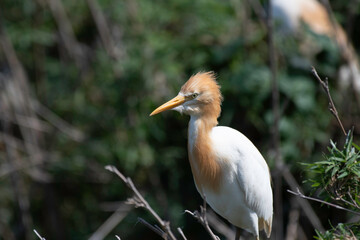 Cattle egret perching in bush