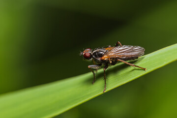 Cordilura sp. Dung Fly sitting on a grass