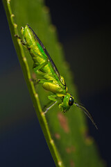 adult male  of Rhogogaster viridis green sawfly on edge of leaf with dark blue background