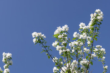 Close-up of white bird cherry branches in summer against a bright clear blue sky.