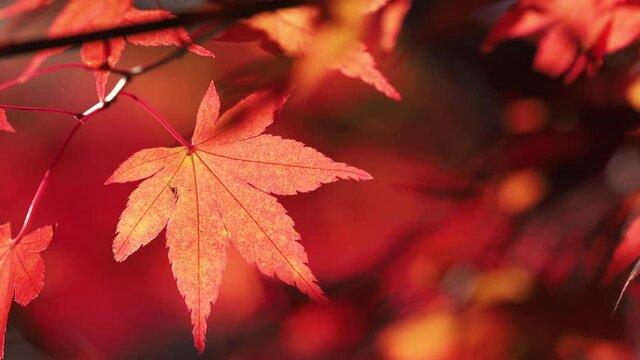 Red maple leaves shaking in bright bokeh background during autumn in Japan
