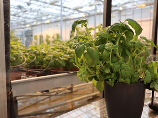 Basil Plant Greenhouse