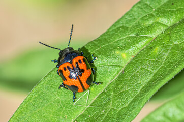 The Swamp Milkweed Leaf Beetle (Labidomera clivicollis) lives on and eats milkweed plants. Like other milkweed insects they are colored orange and black as a warning that they are poisonous.  