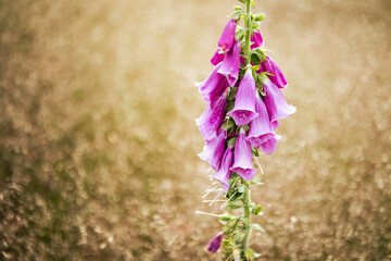 Foxglove flower - Digitalis purpurea on blurred bokeh background © mejn