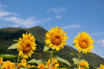 風景素材 陽射しを浴びた鮮やかな桜の花 Wall Mural 8maru