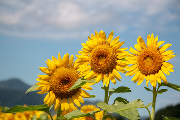 風景素材 陽射しを浴びた鮮やかな桜の花 Wall Mural 8maru