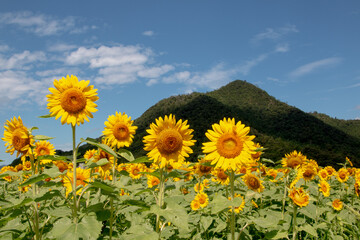 風景素材 陽射しを浴びた鮮やかな桜の花 Wall Mural 8maru