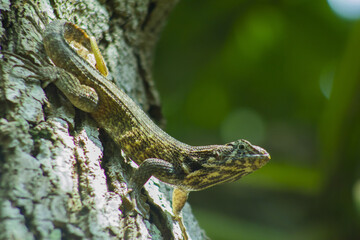 Closeup shot of a green lizard on a tree