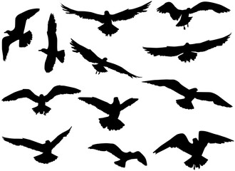 Flying birds silhouettes, concept illustration