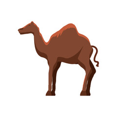 dromedary camel animal