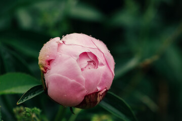 Beautiful pink fresh flowers and buds big peonies with drops after rain close up