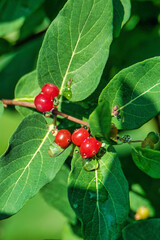 red currant bush