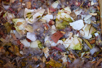 A Woodduck nest with remains of hatched eggshells and feathers among wood chips in May, Michigan, USA