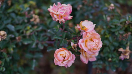 pink rose bush