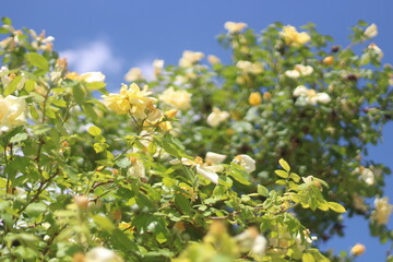 Fototapeta premium flowers in the garden