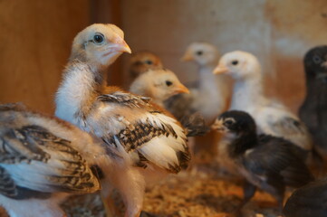 2 week old chick