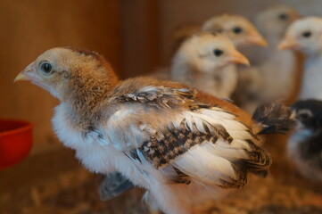2 week old chick