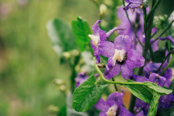 Beautiful violet fresh flowers and buds with drops after rain close up