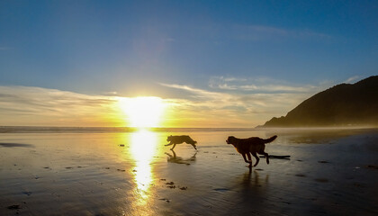 Dogs Running on the Beach, Oregon Coast, Sunset