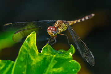 Dragonfly in garden