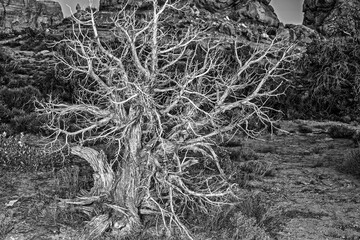 Arches National Park