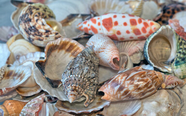 Seashells in very large pile in studio setting