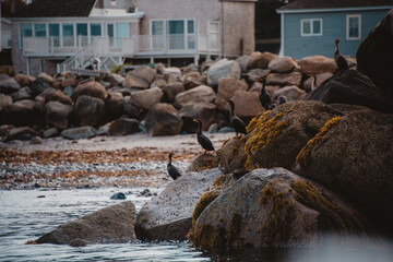 Fototapeta premium Yarmouth, Nova Scotia, Ocean, Ocean bird