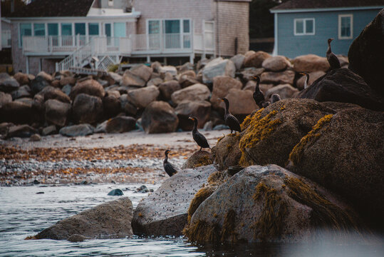 Yarmouth, Nova Scotia, Ocean, Ocean Bird