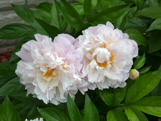 Blooming pink pions in the garden