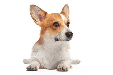 Cute obedient Welsh corgi pembroke or cardigan lies funny spread hind paws isolated on white background, front view. Lovely dog for advertisement.