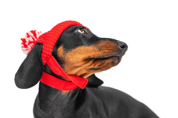 Portrait of cute dachshund puppy in funny knitted hat with pompom, who turned around to look back isolated on white background. Special accessory for pets.