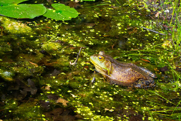 American bullfrog sitting in the sunlight among lake water plants in shallow water in summer, June, Michigan, USA