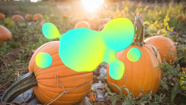 Animation of blue and yellow splash over pumpkin patch