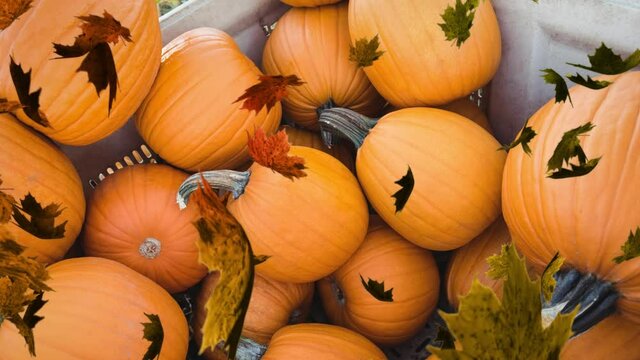 Animation of autumn leaves falling over pumpkin patch