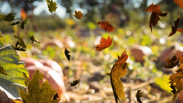 Animation of autumn leaves falling over pumpkin patch