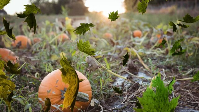 Animation of autumn leaves falling over pumpkin patch