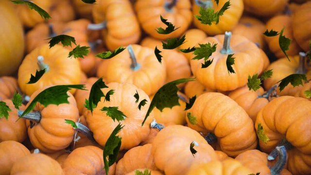 Animation of autumn leaves falling over pumpkin patch