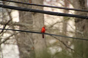 Cardinal on the Line