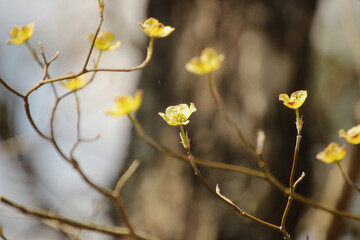 First Yellow Buds